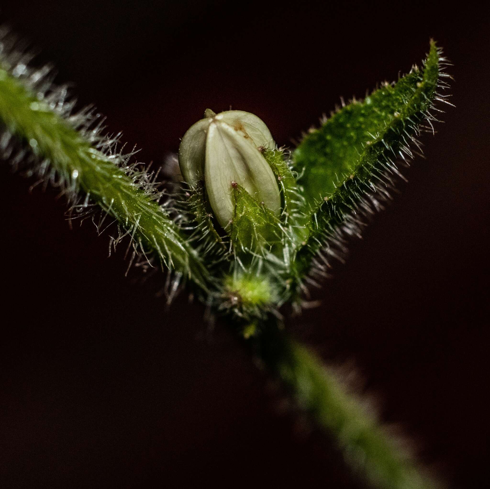 Image of Campanula peregrina L.