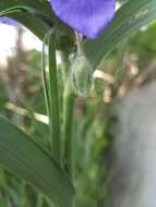 Image of longbract spiderwort