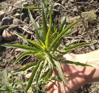 Image of Solidago chilensis Meyen