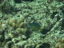 Image of Johnston Island Damsel