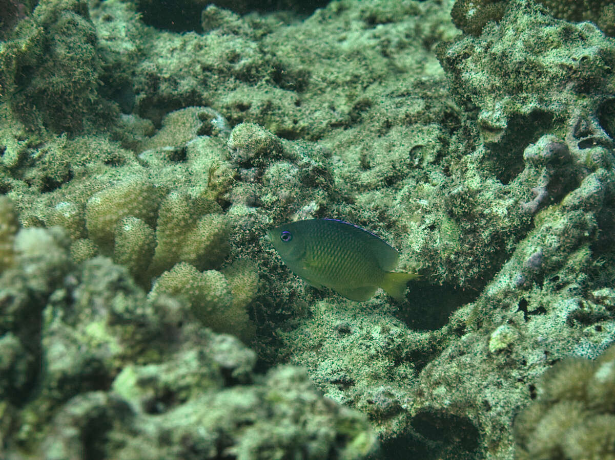 Image of Johnston Island Damsel