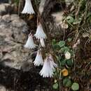 Imagem de Soldanella minima subsp. minima