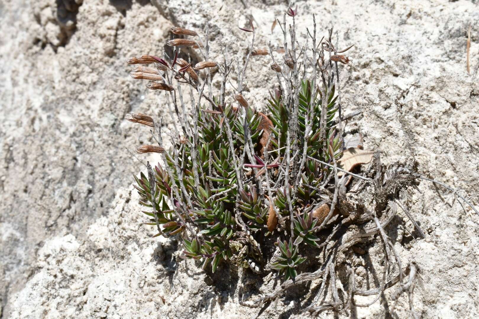 صورة Hedeoma ciliolata (Epling & W. S. Stewart) R. S. Irving