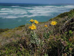 Plancia ëd Senecio arniciflorus DC.