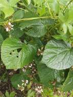 Слика од Phlomoides umbrosa (Turcz.) Kamelin & Makhm.