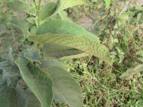 Image of Croton blanchetianus Baill.