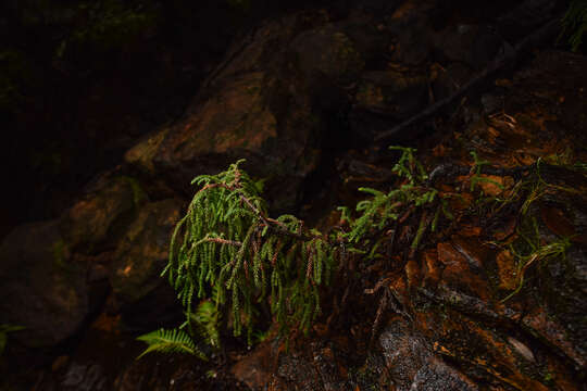 Image of Dwarf Mountain Pine