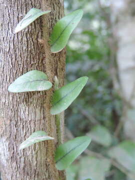 Image of Microgramma vaccinifolia (Langsd. & Fisch.) Copel.