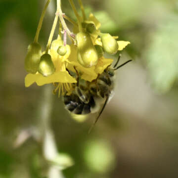 Image of Habropoda pallida (Timberlake 1937)