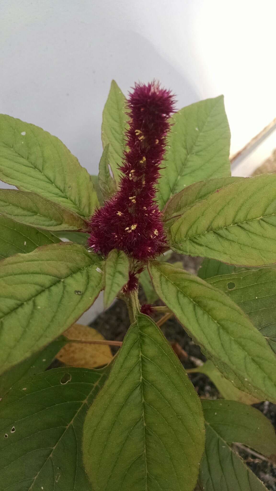 Plancia ëd Amaranthus hypochondriacus L.