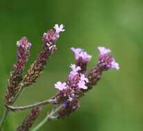 Image of Verbena intermedia Gillies & Hook.