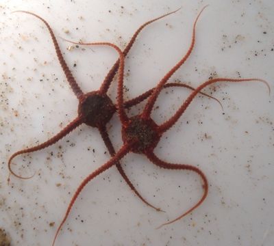 Image of little serpent-star