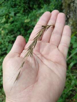 Elymus californicus (Bol. ex Thurb.) Gould的圖片