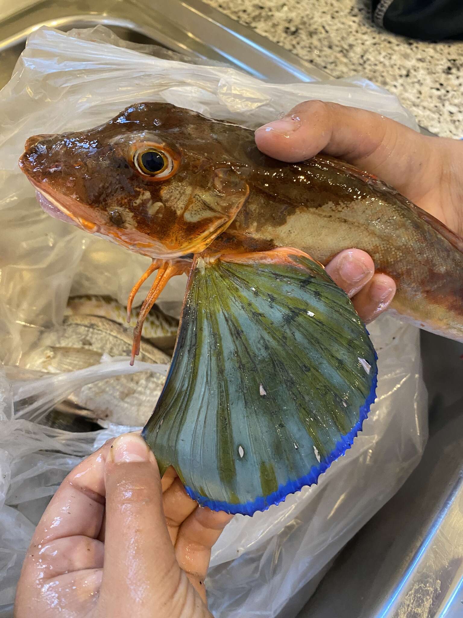 Image of Sapphirine Gurnard