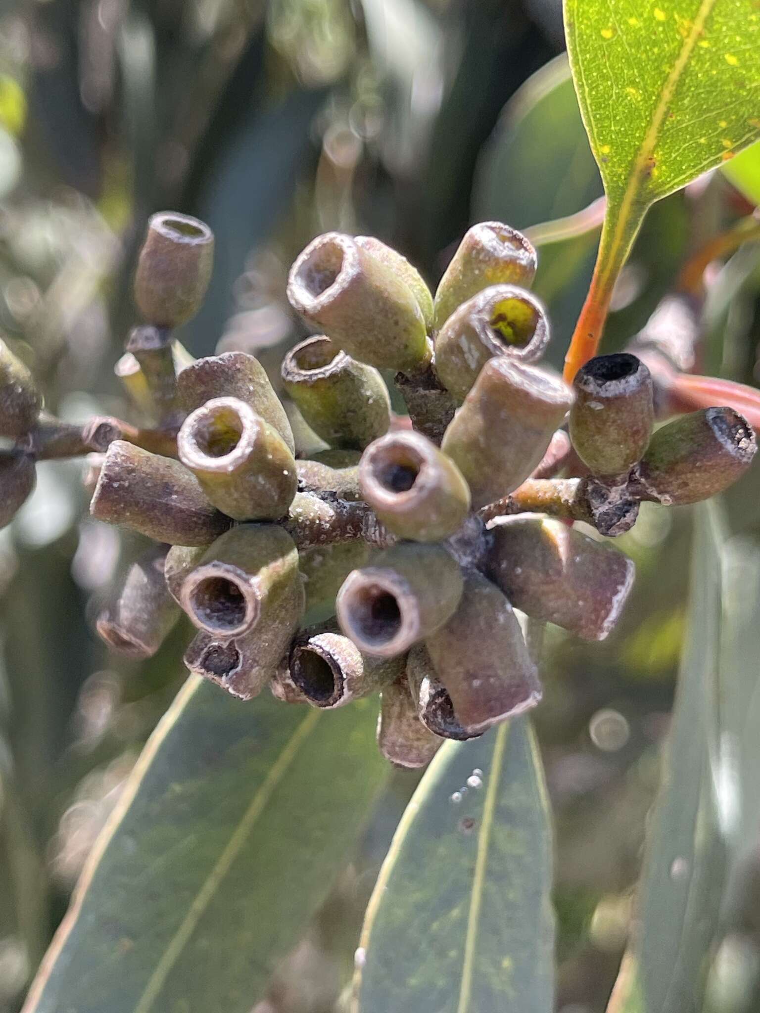 Слика од Eucalyptus albopurpurea (Boomsma) D. Nicolle