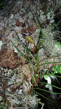 Imagem de Angraecum linearifolium Garay