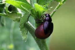 Sivun <i>Colaspidema barbarum</i> kuva