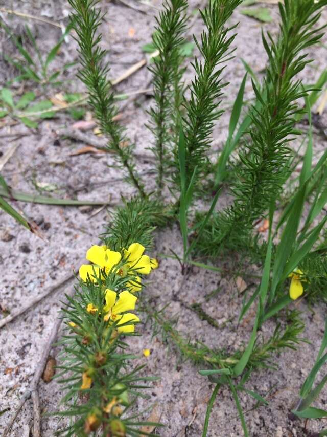 Hibbertia prostrata Hook. resmi