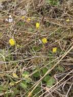 Image of Australian buttercup