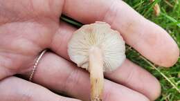 Слика од Calocybe carnea (Bull.) Donk