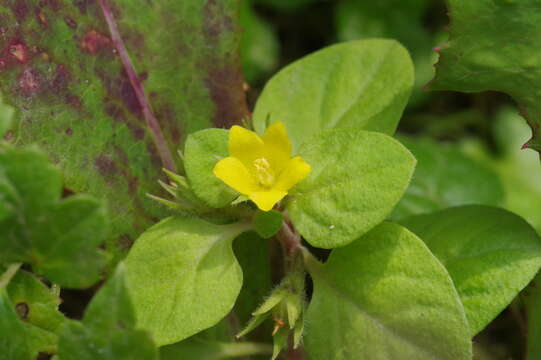 Image of Lysimachia japonica subsp. japonica