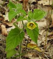 Image de Physalis heterophylla Nees