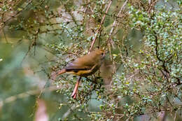 Image of Brown Thornbill