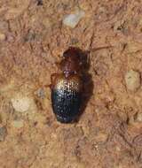 Слика од Singilis (Singilis) bicolor Rambur 1837