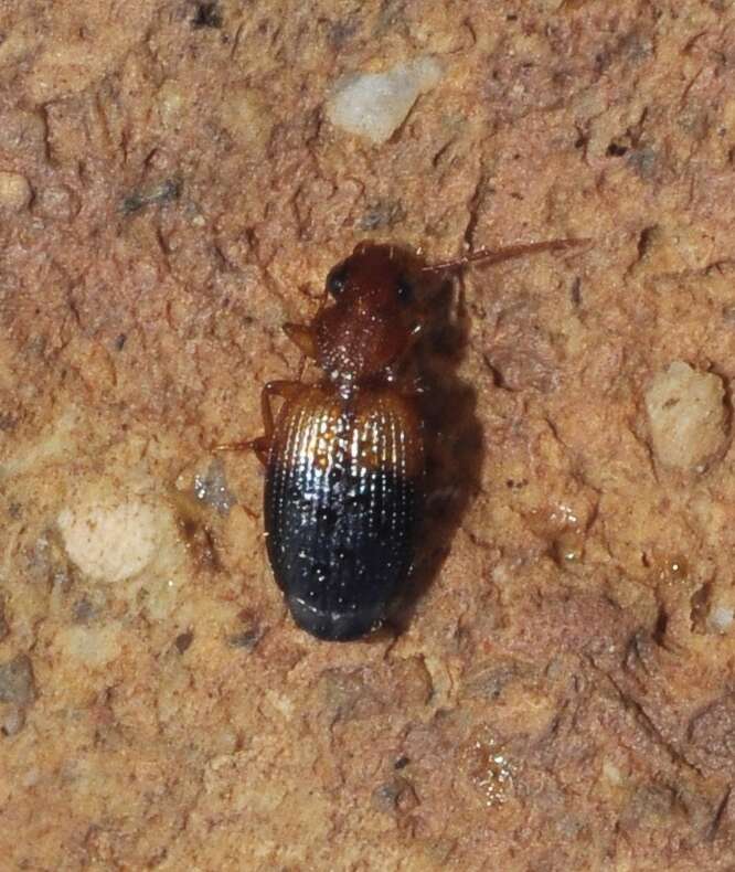 Слика од Singilis (Singilis) bicolor Rambur 1837