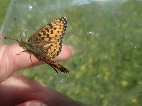 Image of <i>Boloria titania</i>