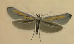 Image of <i>Ochromolopis ictella</i> Hübner 1813