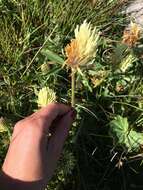 Image of Trifolium trichocephalum M. Bieb.