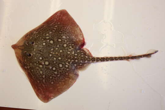 Image of Thornback skate