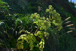 Image of Angelica hirsutiflora Liu, C. Y. Chao & Chuang