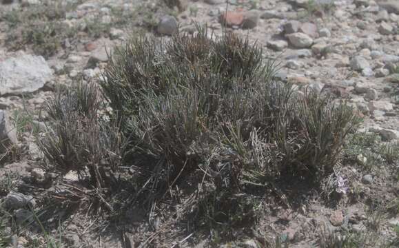 Image of Ephedra compacta Rose