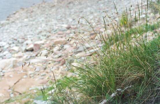 Image of rock-dwelling sedge