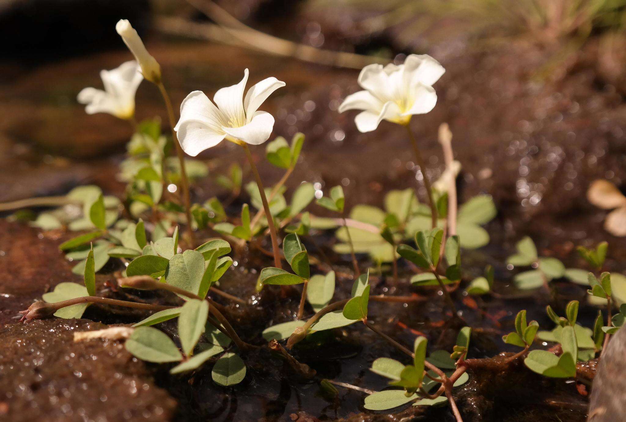 Image of Oxalis dines Ornduff