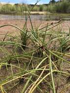 Plancia ëd Isolepis prolifera (Rottb.) R. Br.