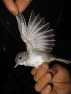 Image of Sooty-capped Babbler