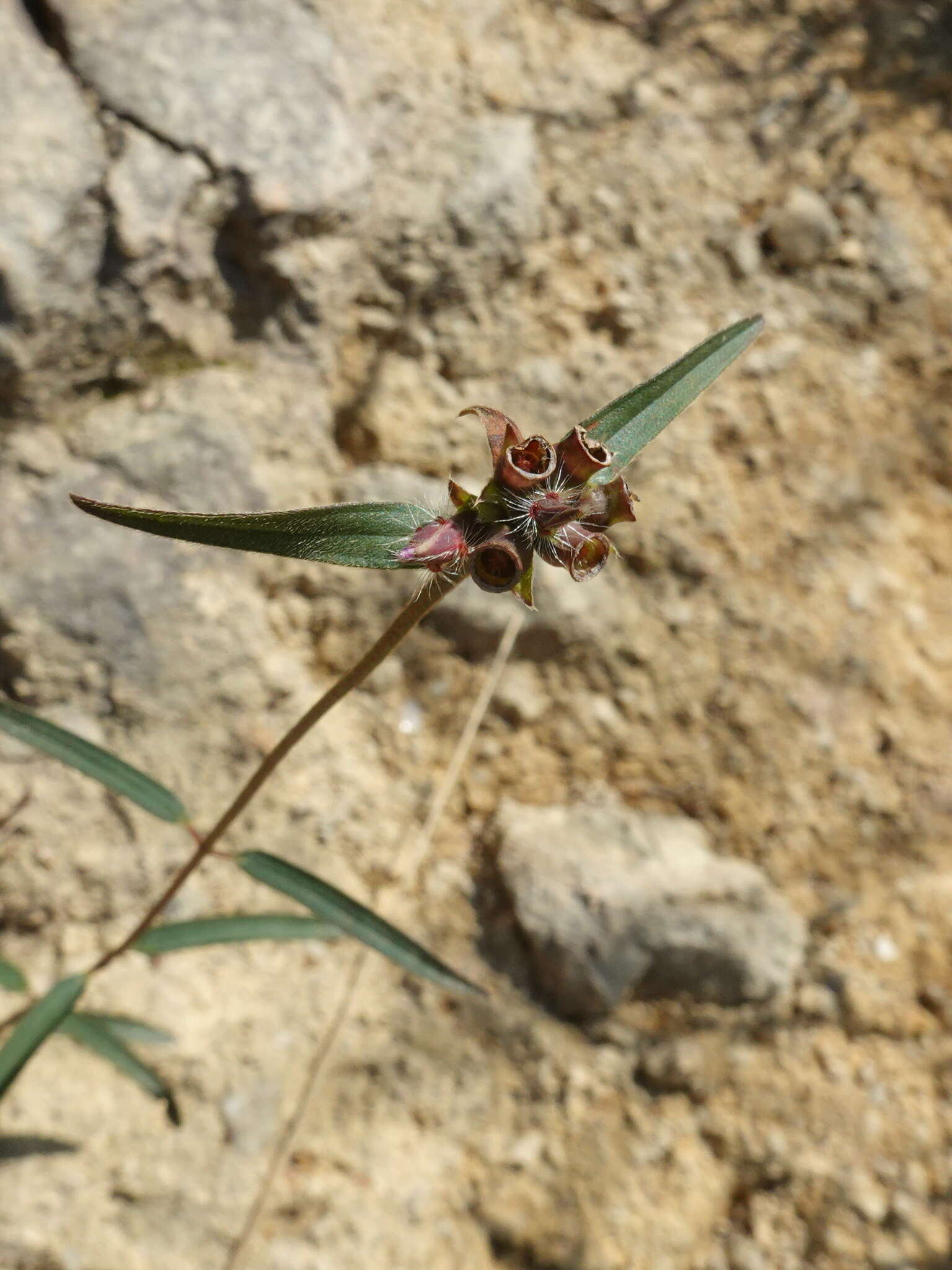 Image of Osbeckia chinensis L.
