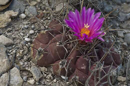 Image of Thelocactus buekii (Klein bis) Britton & Rose