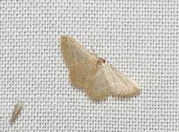 صورة Idaea simplex Warren 1899