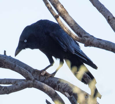 Imagem de Corvus bennetti North 1901