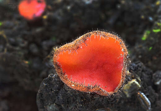 Imagem de Scutellinia trechispora (Berk. & Broome) Lambotte 1887