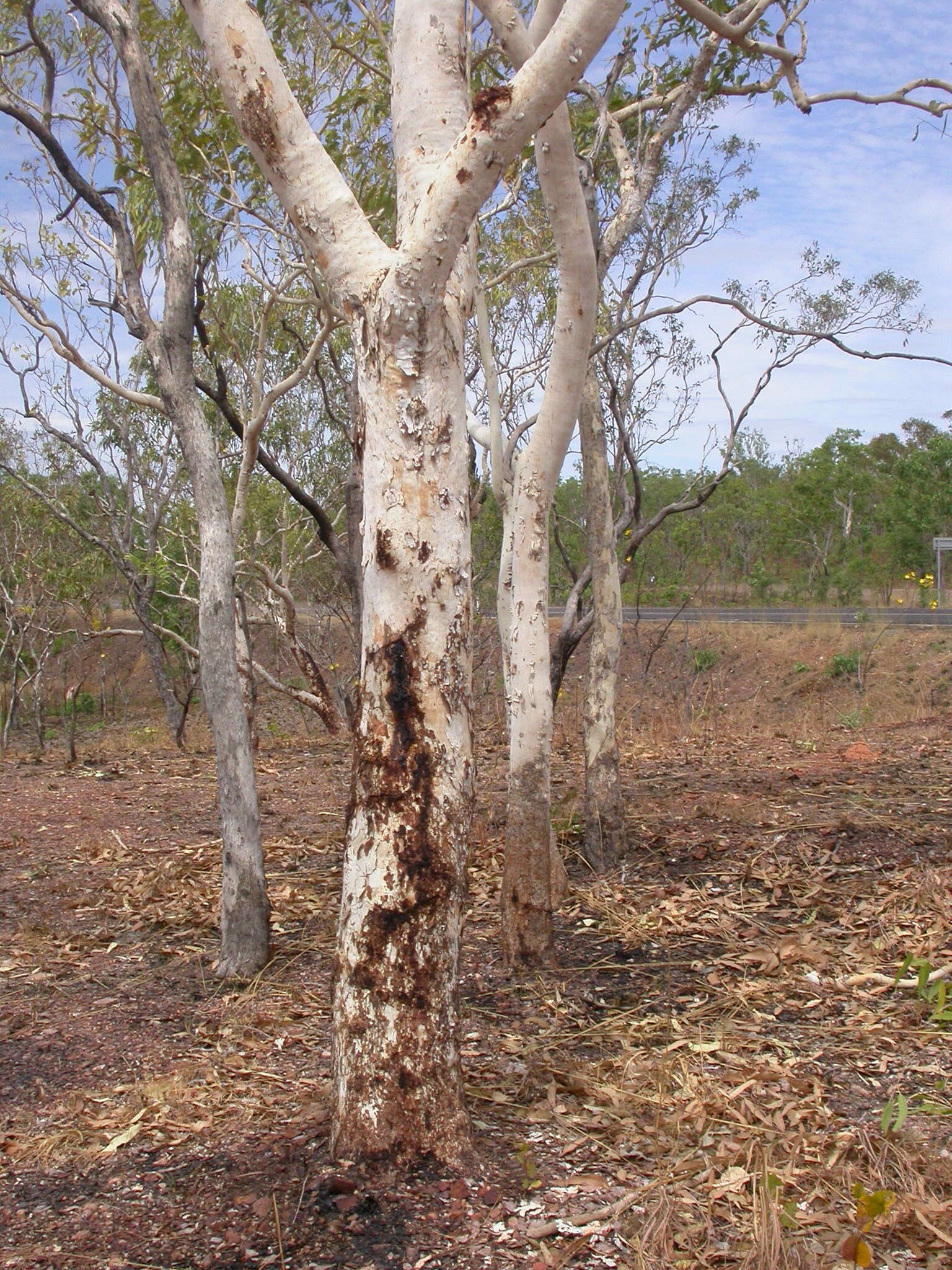 Plancia ëd Corymbia dichromophloia (F. Müll.) K. D. Hill & L. A. S. Johnson