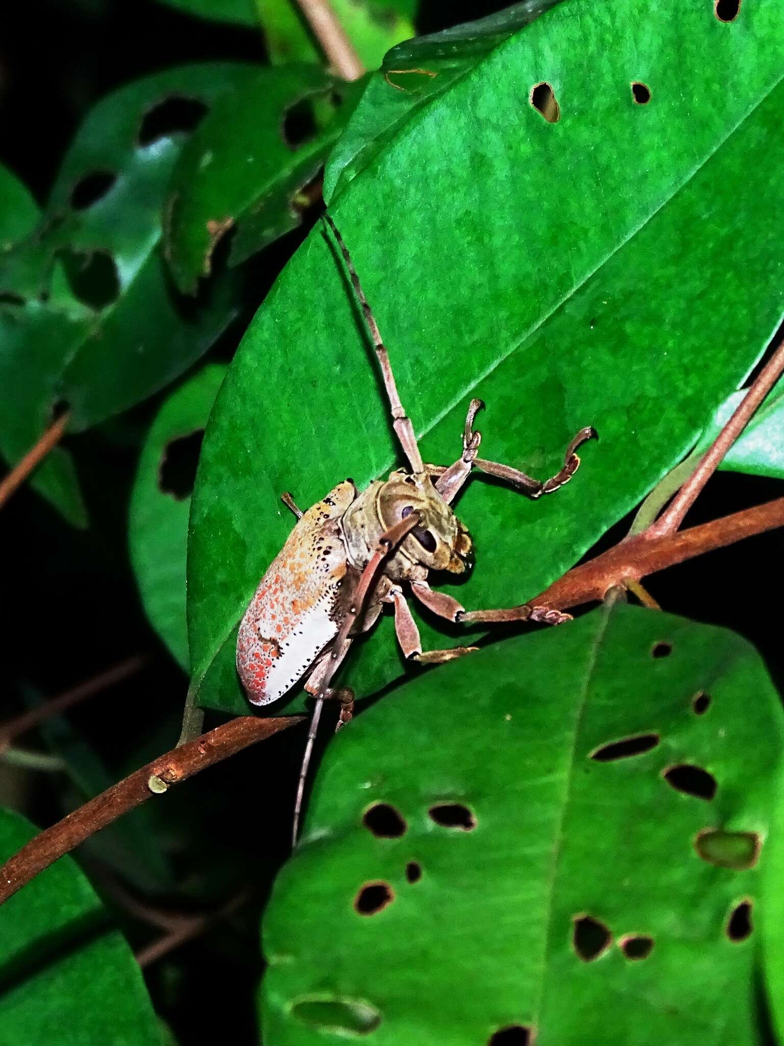 Image of Oncideres albomarginata Thomson 1868