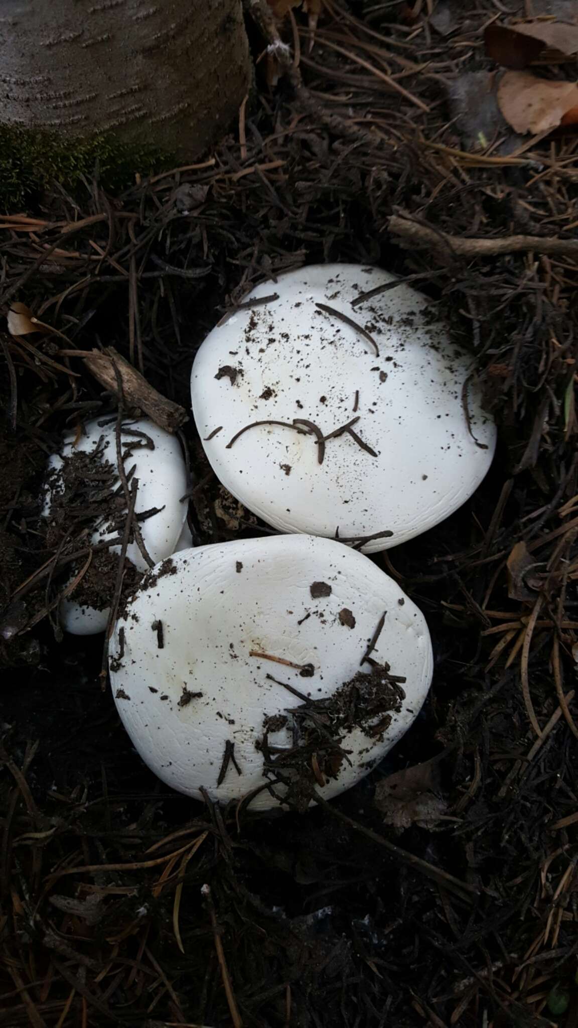 Слика од Hygrophorus subalpinus A. H. Sm. 1941