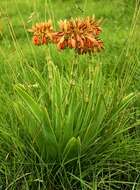 Image of Aloe ecklonis Salm-Dyck