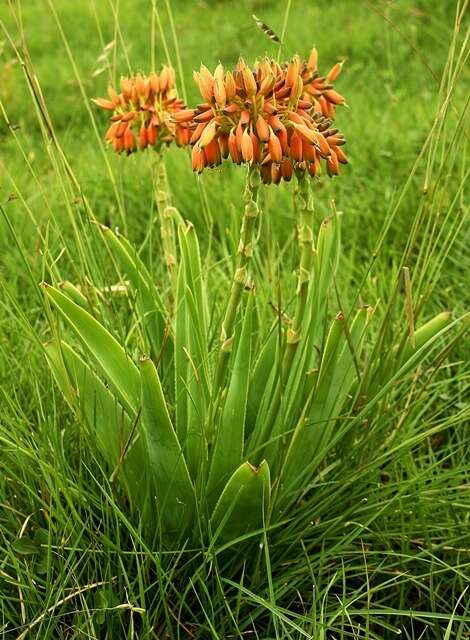 Image of Aloe ecklonis Salm-Dyck