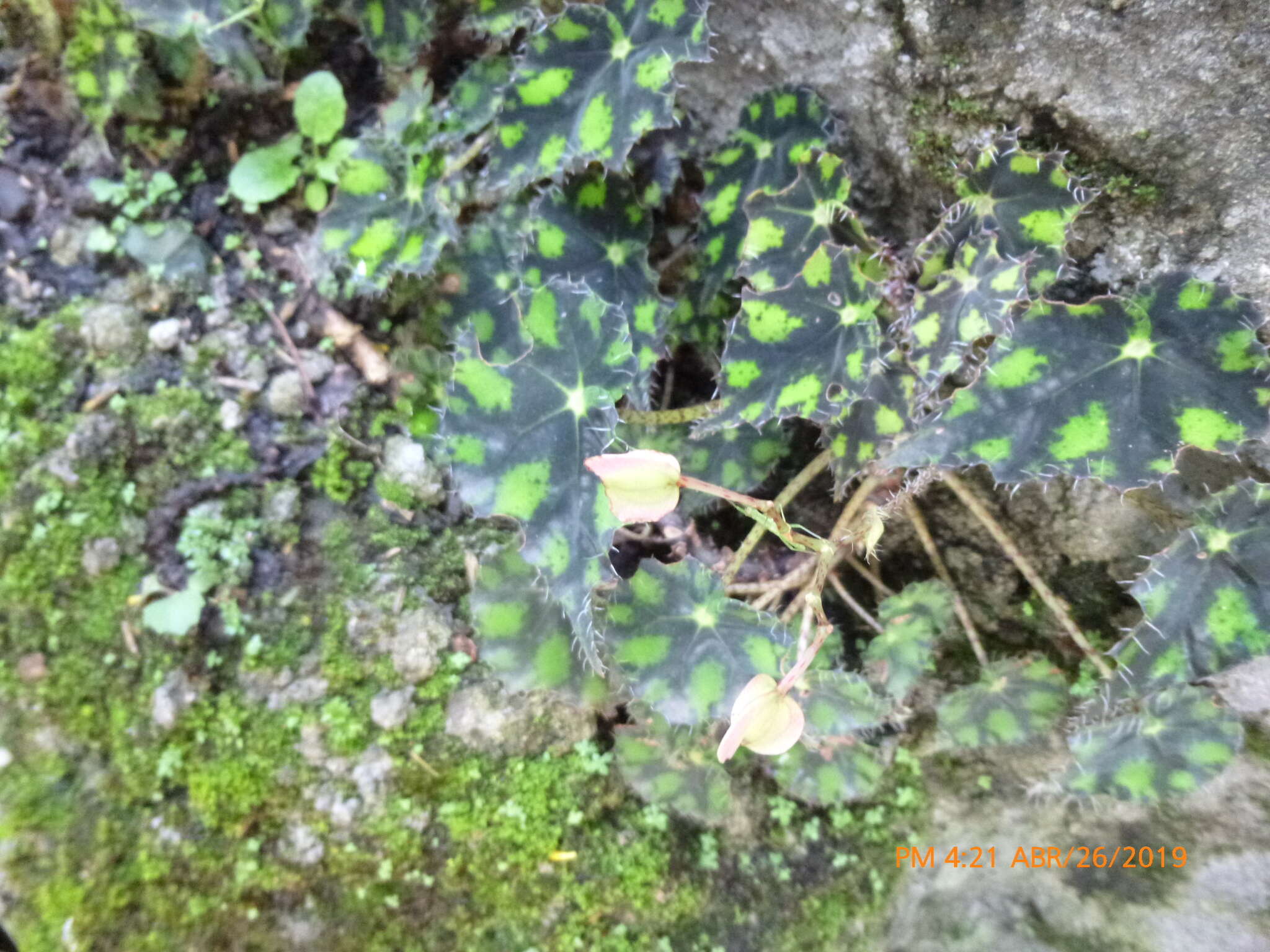 Image of Begonia bowerae Ziesenh.